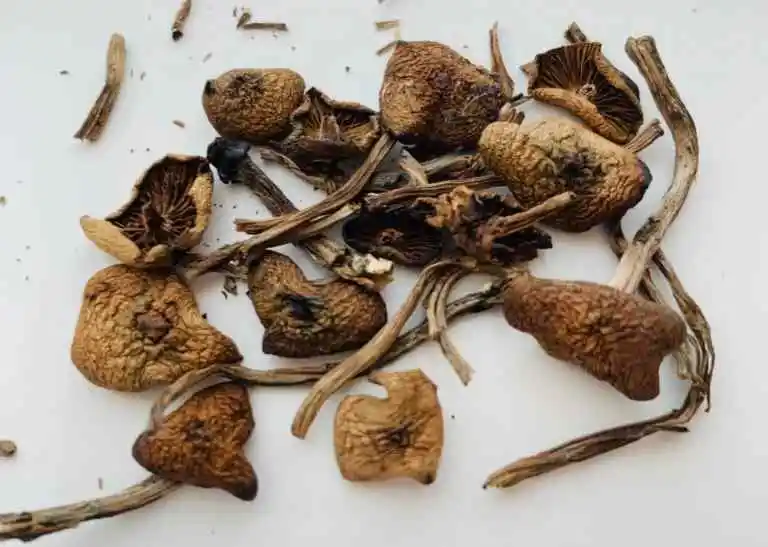 Buy Magic Mushroom Online